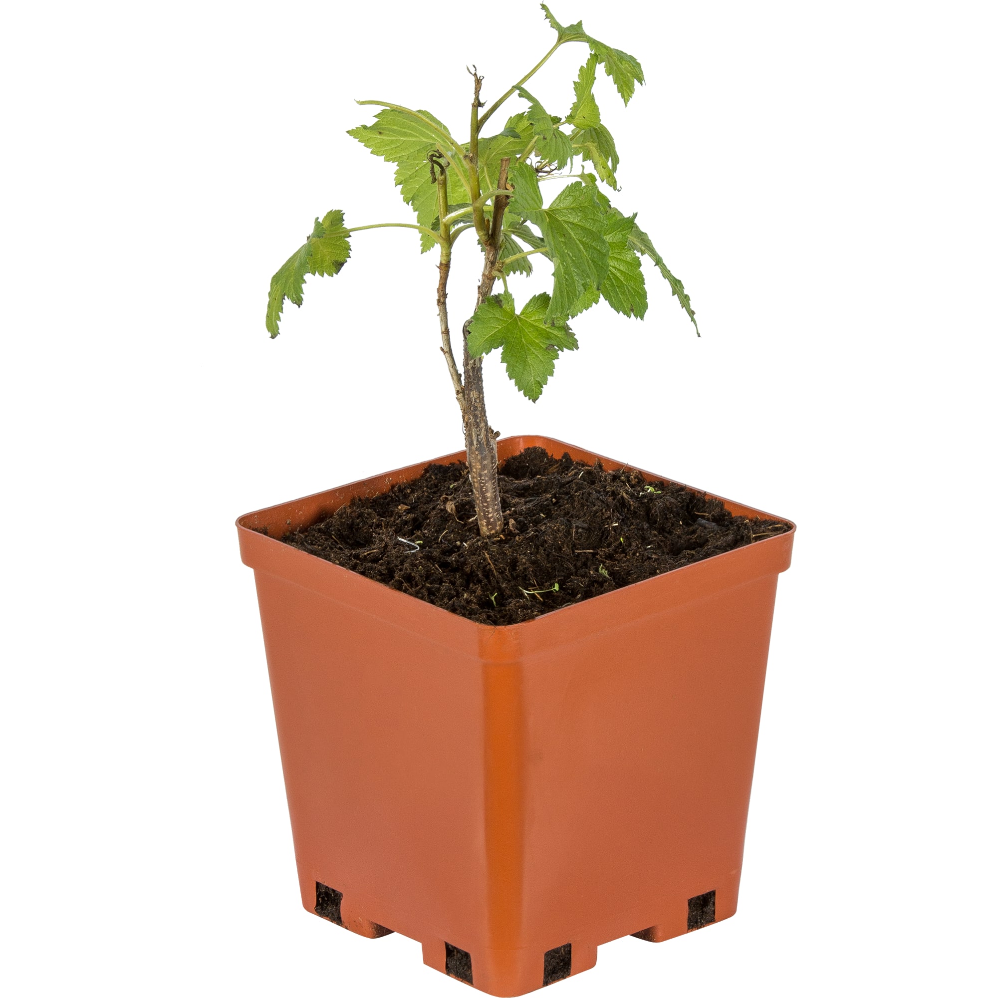 81954918 Ежемалина С1 «Тайберри» h20 (2 года) Santreyd 