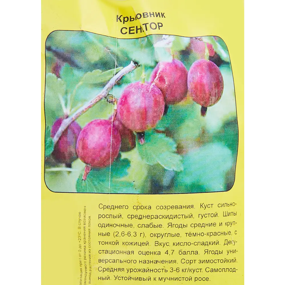 Крыжовник Сенатор пакет h35 см 89353450 STLM-2193643 Santreyd  - Вид №2