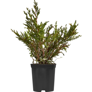 Можжевельник Андорра Вариег h40 - 60 см 89355380 STLM-2130726