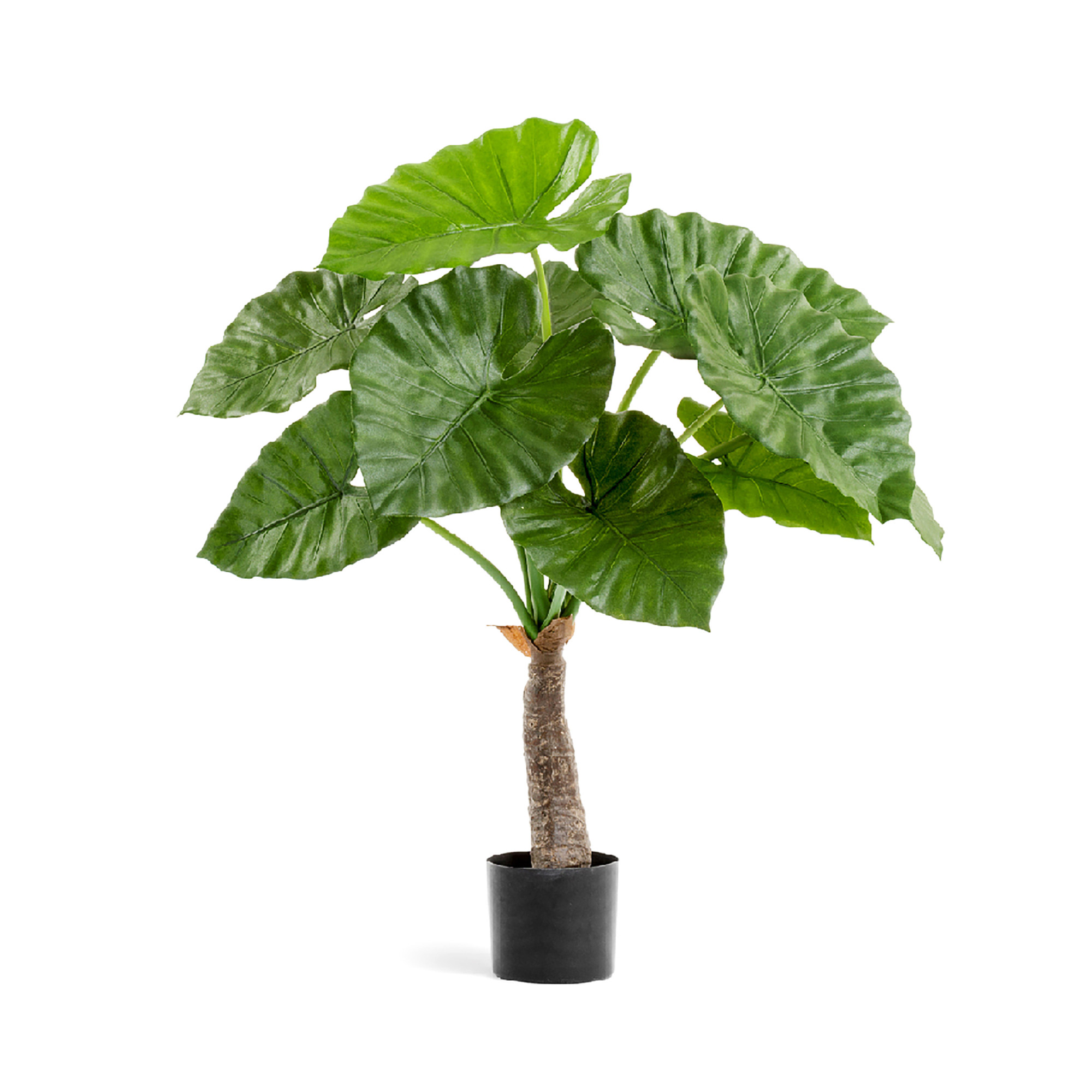 2000983229366 Алоказия Калидора 80 см COSMO RED 