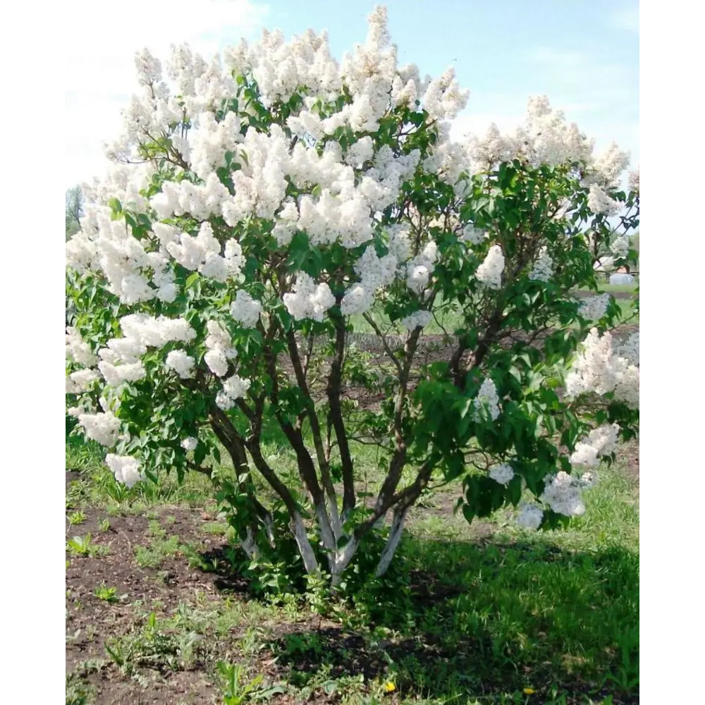 Сирень обыкновенная Жанна Д,Арк ø9 h20 см 84406443 STLM-2133469 PLANTMARKET 