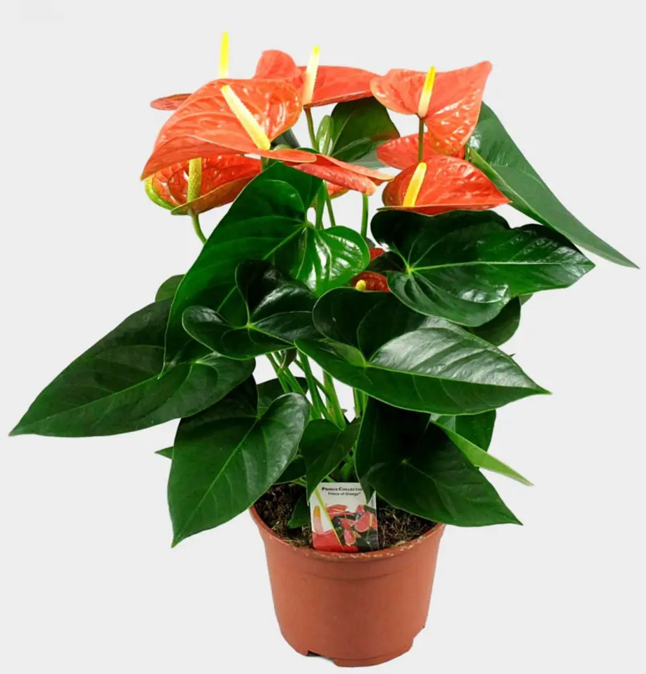 Santreyd Антуриум Принс Оранж — экзотическое украшение интерьера 89373477