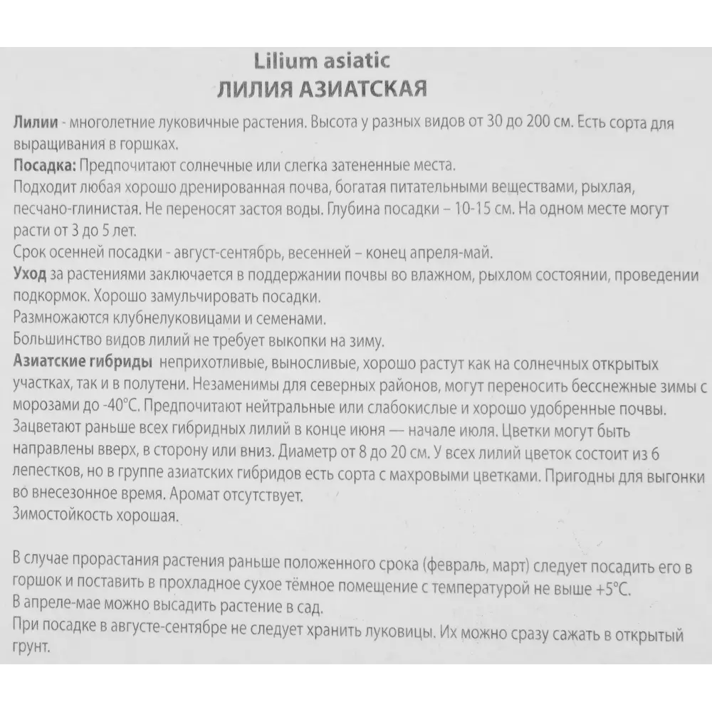 Лилия азиатская Изи дрим луковица 14/16 88294769 STLM-2010467 Santreyd  - Вид №2