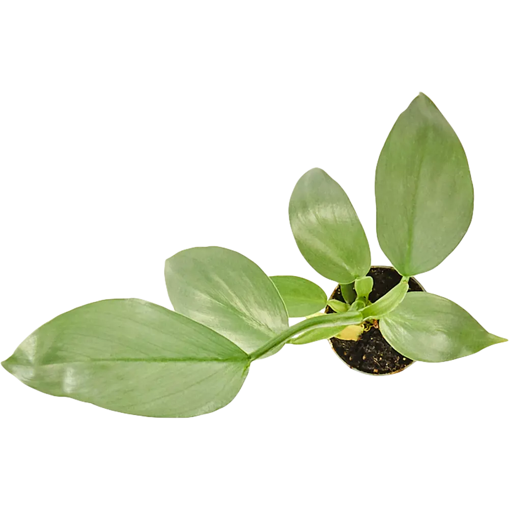 Филодендрон микс Santreyd — тропический акцент для интерьера ø6 h15 см 82932726 STLM-0038105 - Вид №4