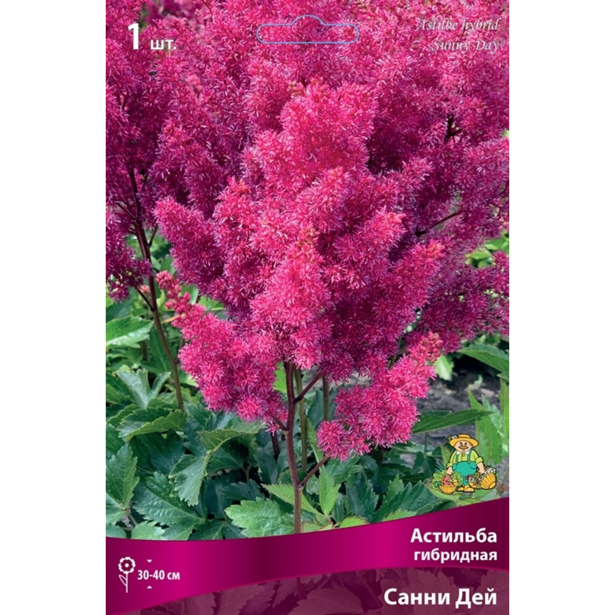 83599220 Астильба гибридная Санни Дей луковица I Santreyd 