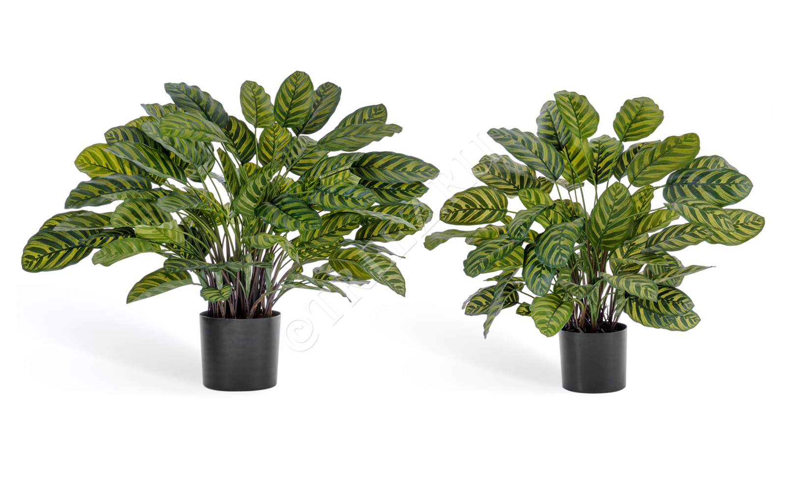 20.1014N Калатея крупнолистная в горшке Цветочная коллекция 