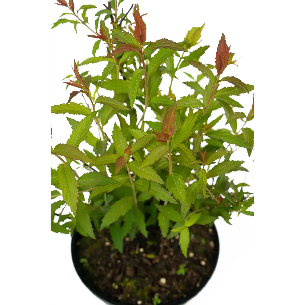 Спирея японская Darts Red от Santreyd — цветущий кустарник для живых изгородей 84841616 STLM-0055908 - Вид №3