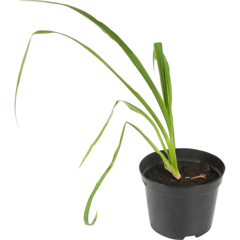 Лилейник «Франс Хальс» 15x45 см PLANTMARKET STLM-2078218