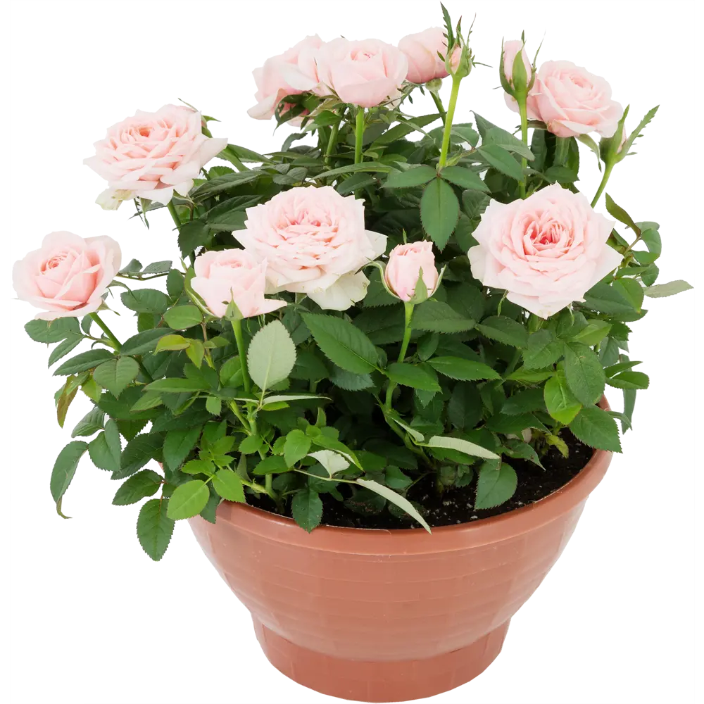 Santreyd Роза Кордана миниатюрная в декоративном кашпо 82895032 STLM-0037687 - Вид №4