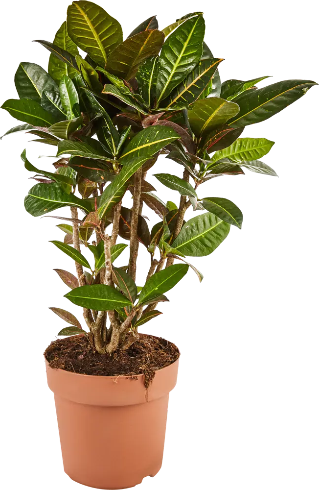 Santreyd Кодиеум Варигатум Эксцелент — живая картина для интерьера 82578933