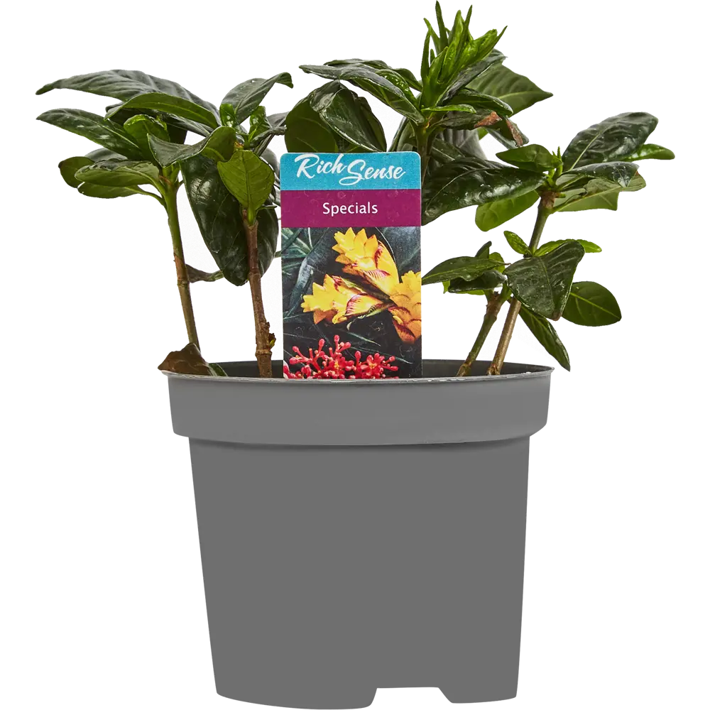 Гардения жасминовидная Santreyd - комнатное растение с ароматом жасмина 86750234 STLM-0071274 - Вид №2