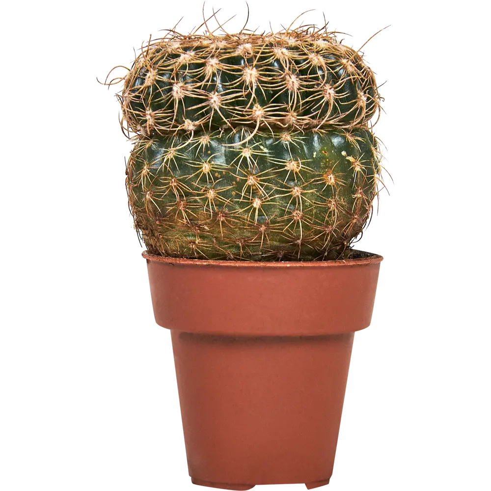 Santreyd Кактус микс - вечнозеленый суккулент для интерьера 88477125 STLM-0077754