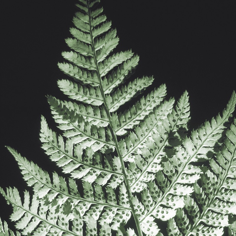 0802/CX38 Картина 0802 Adriani e Rossi 