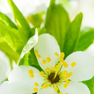 C1-291 Фотообои DIVINO Collection C 2.7х1 м
