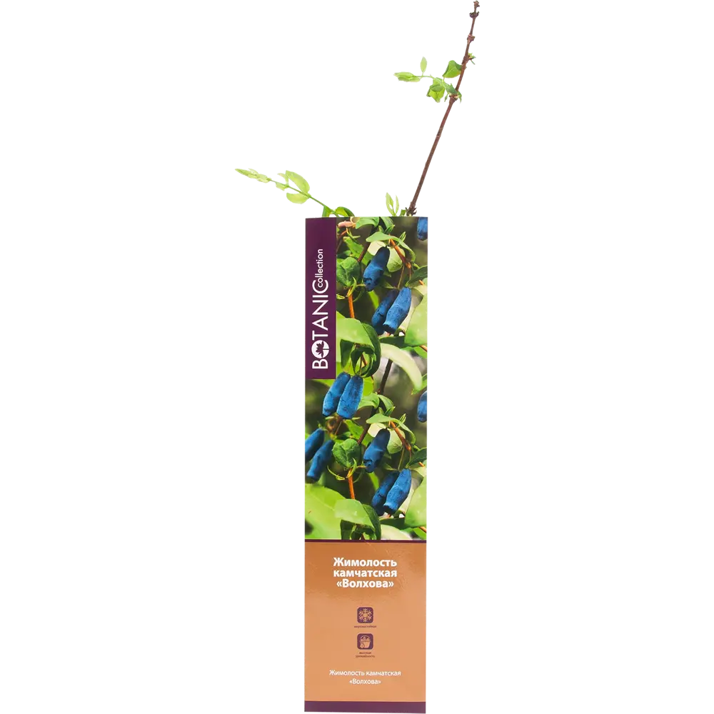 Жимолость Волхова в тубе 82539562 STLM-2112301 BOTANIC COLLECTION 