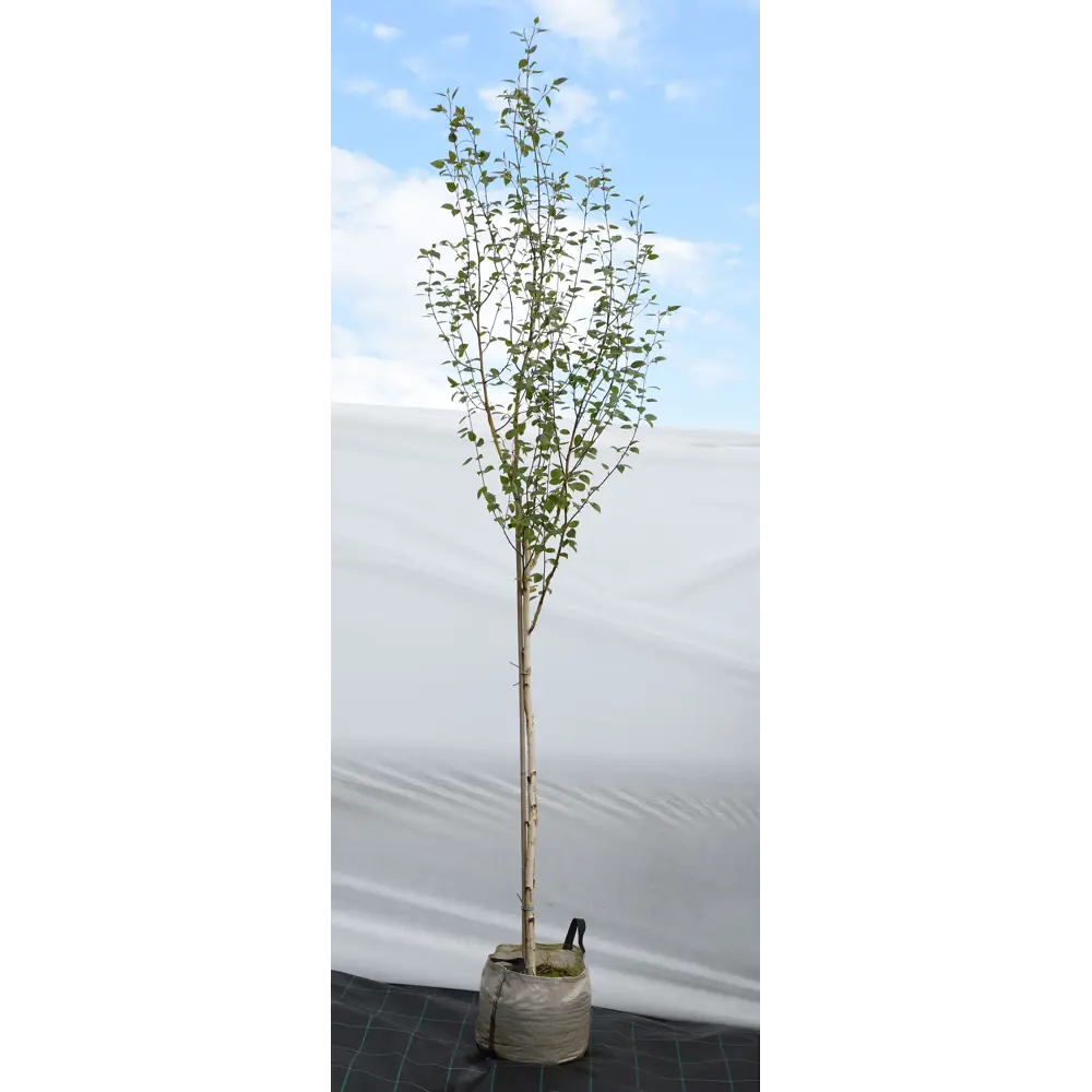 Береза полезная «Жакмана» 45x200-250 см 82676703 STLM-2076284 Santreyd 