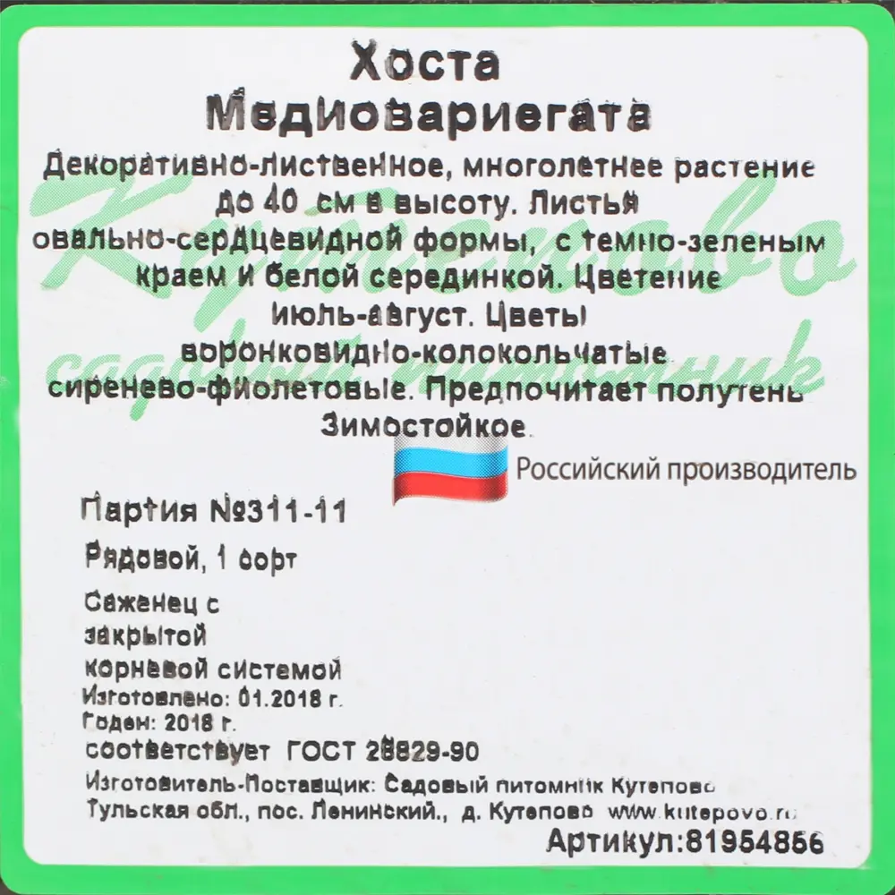 Хоста волнистая С2 «Медиовариегата» h15 81954856 STLM-2197593 Santreyd  - Вид №3