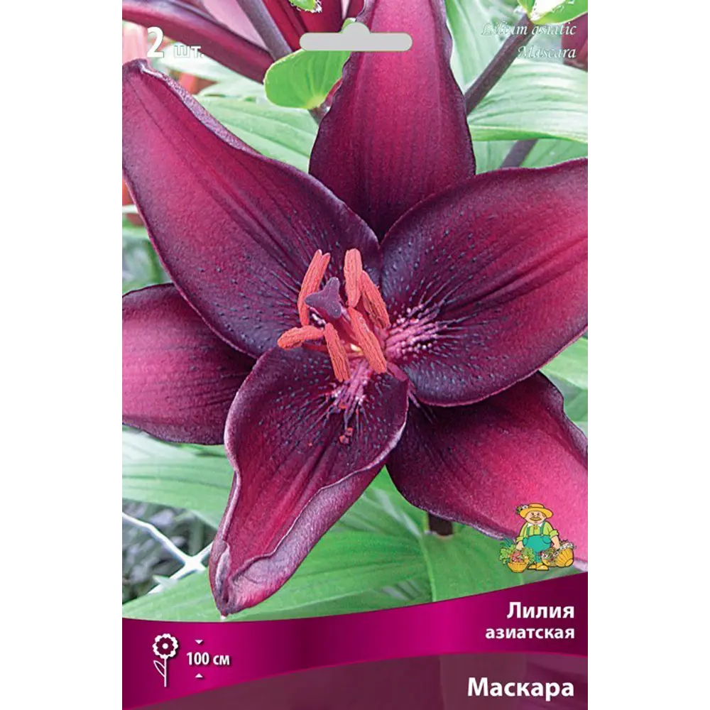 Лилия азиатская «Маскара», размер луковицы 14/16 82319573 STLM-2172386 Santreyd  - Вид №1