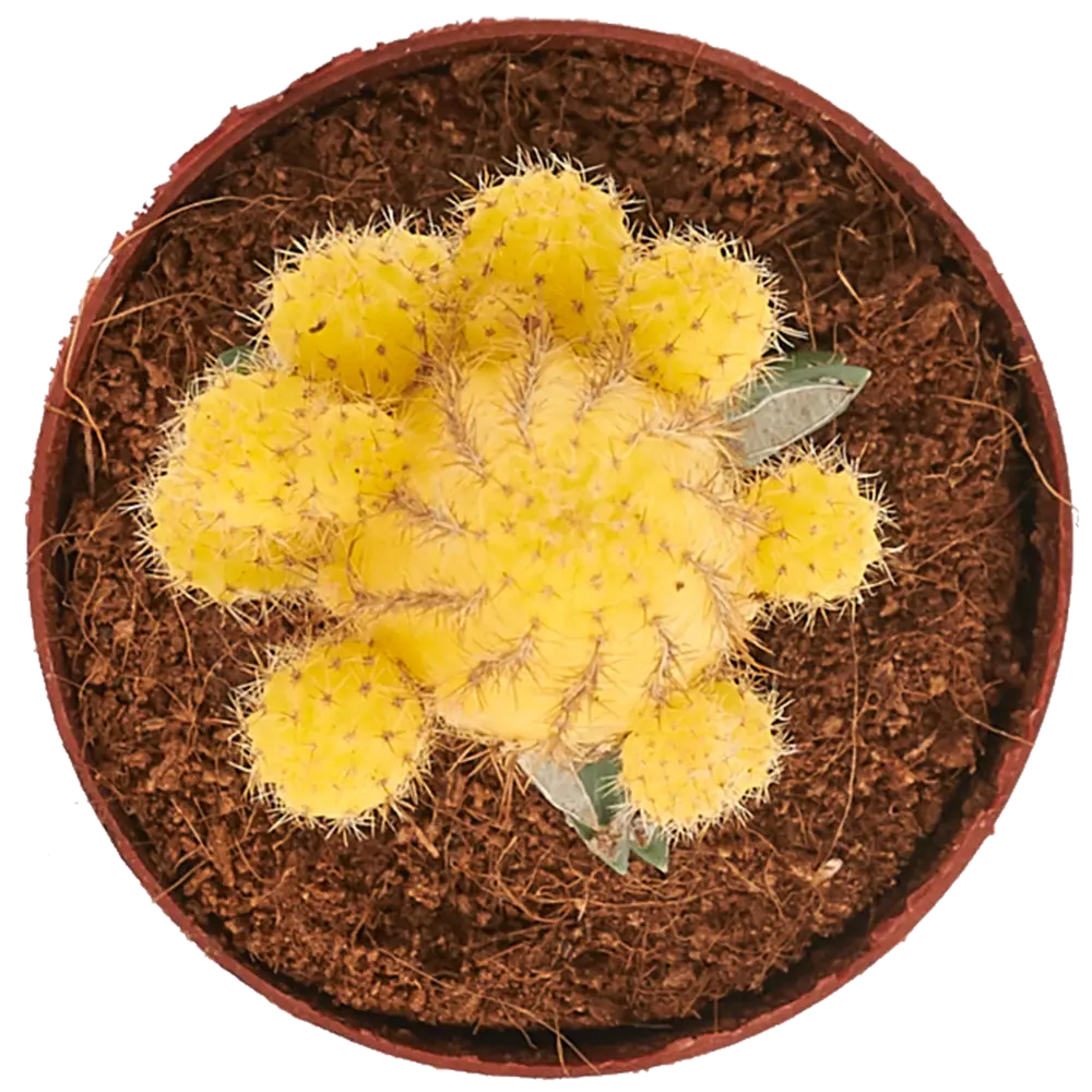 Гимнокалициум микс 8.5x15 см 82384070 STLM-2127347 Santreyd  - Вид №1