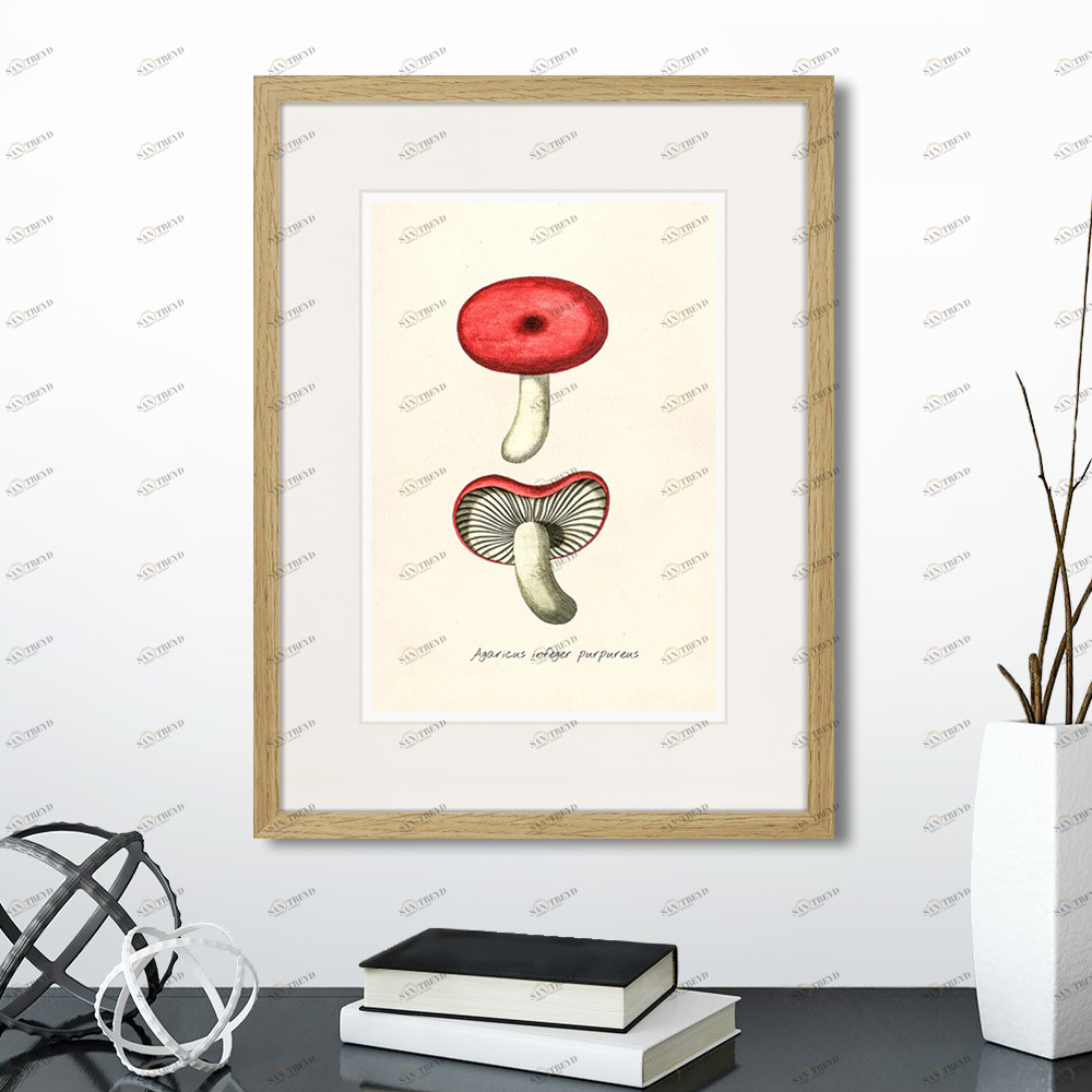 Картина в раме 32х42 см Botany illustration №12, 1836г. КАРТИНЫ В КВАРТИРУ  264509 Красный;серый;разноцветный 