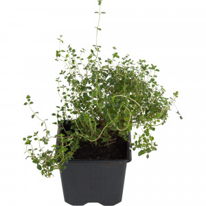 83248601 Тимьян ø9 h15 см