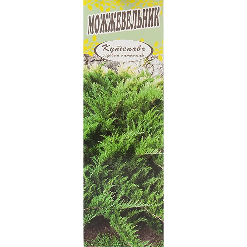Можжевельник средний «Минт Джулеп» в коробке 82155355 STLM-2005763 Santreyd 
