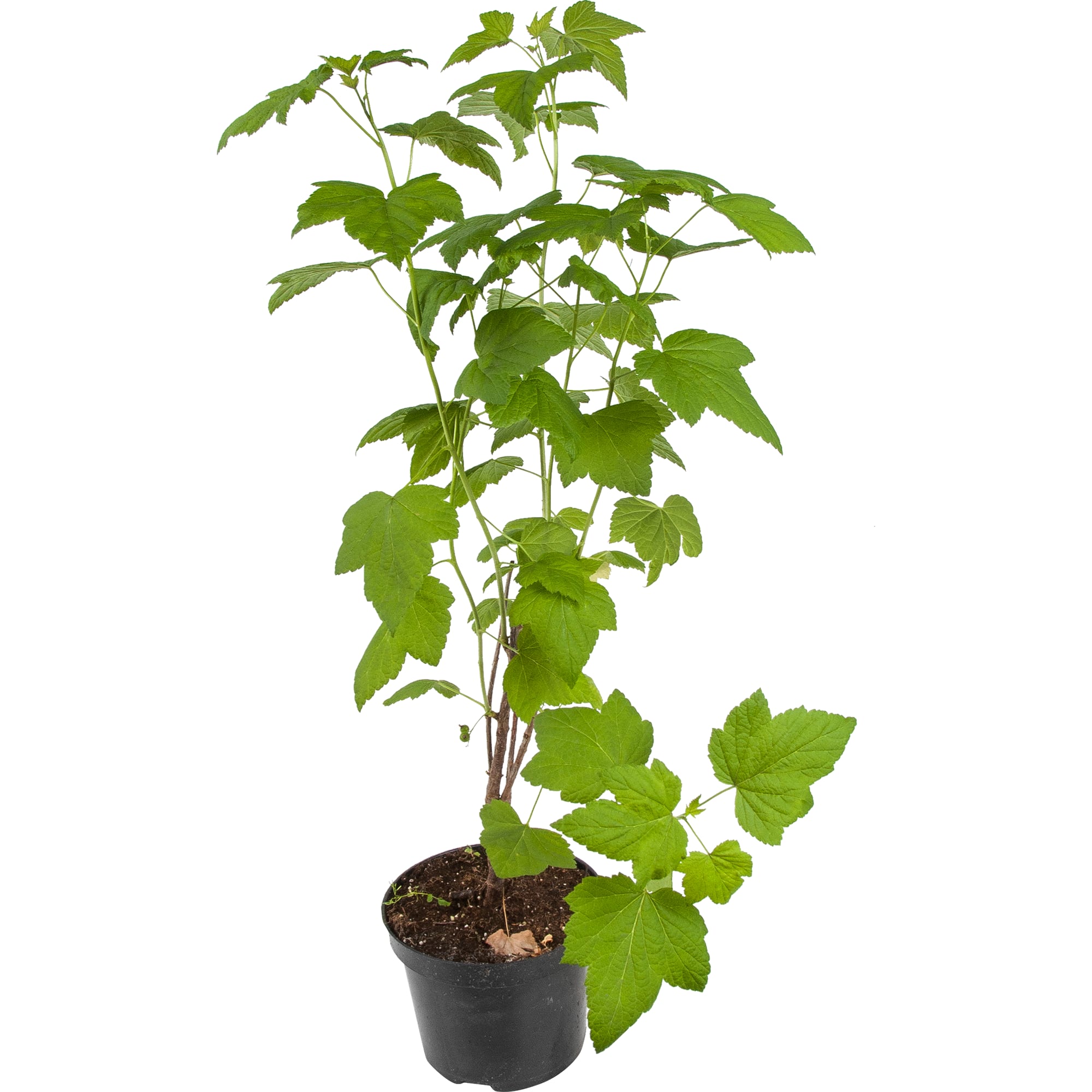 18469886 Смородина чёрная «Ядрёная», С3-С4 Santreyd 