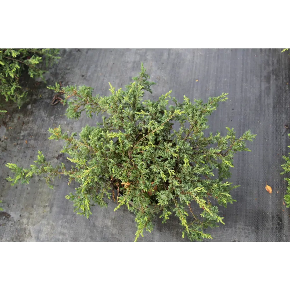 Можжевельник обыкновенная Репанда ø11 h15 - 20 см 87691099 STLM-2207062 PLANTMARKET 