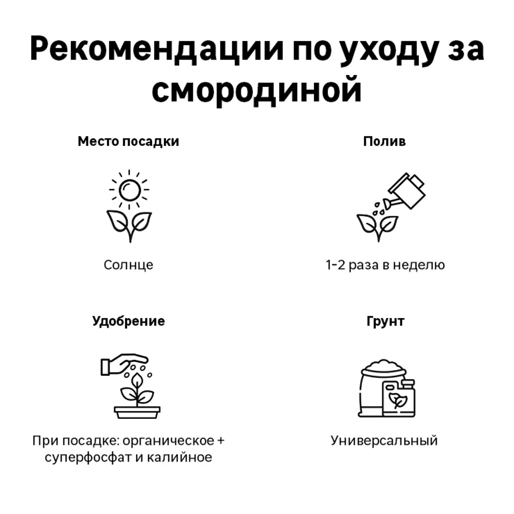 Смородина черная в сортах (V2-3л) 16572610 STLM-2110109 Santreyd  - Вид №1
