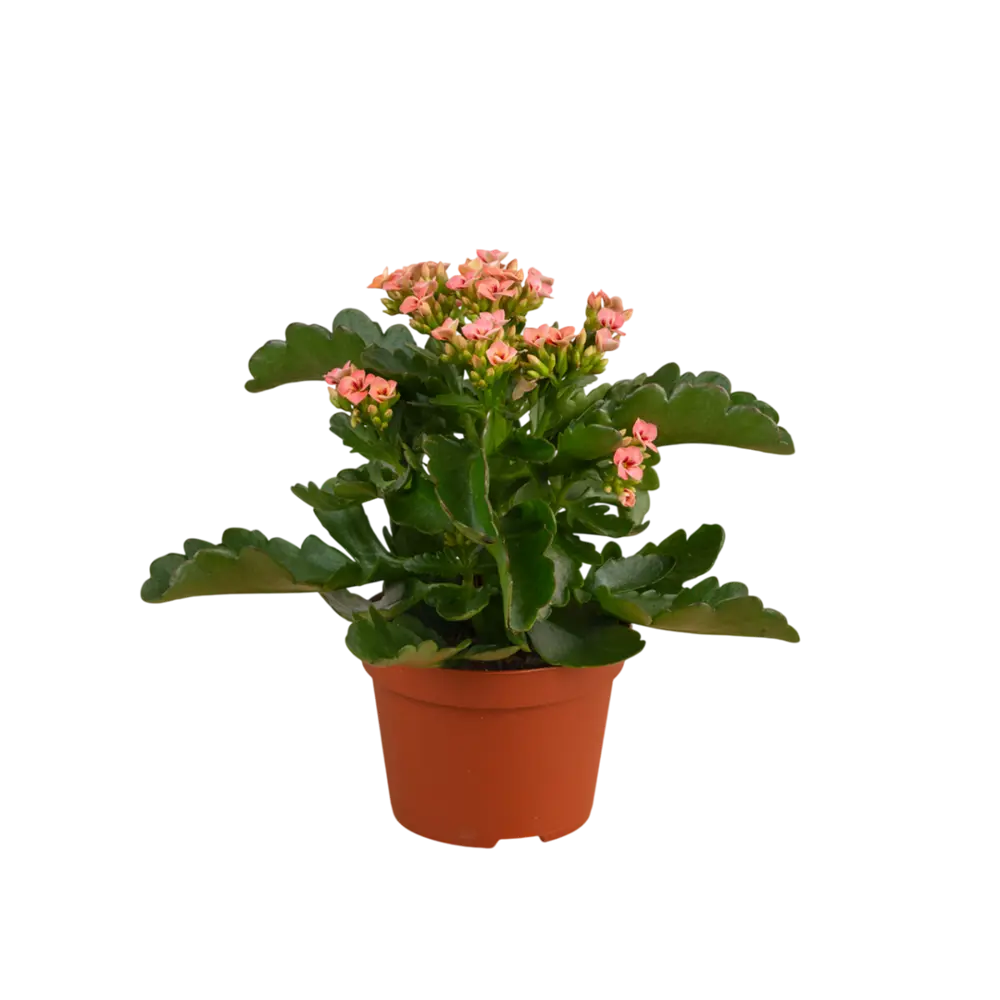 Каланхое Спэшл двухцветное микс ø9 h19 см 89444229 STLM-2183805 Santreyd 