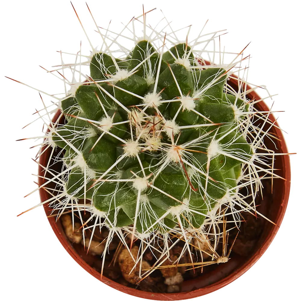 Santreyd Кактус декоративный комнатный в горшке 85394510 STLM-0062478 - Вид №2