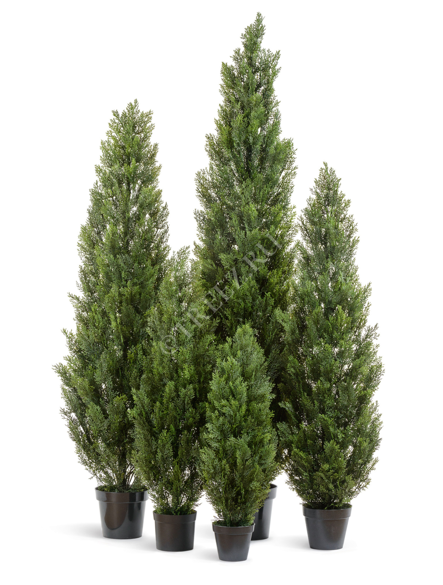 10.0215054/4N Туя Эйр Элеганс уличная Цветочная коллекция 