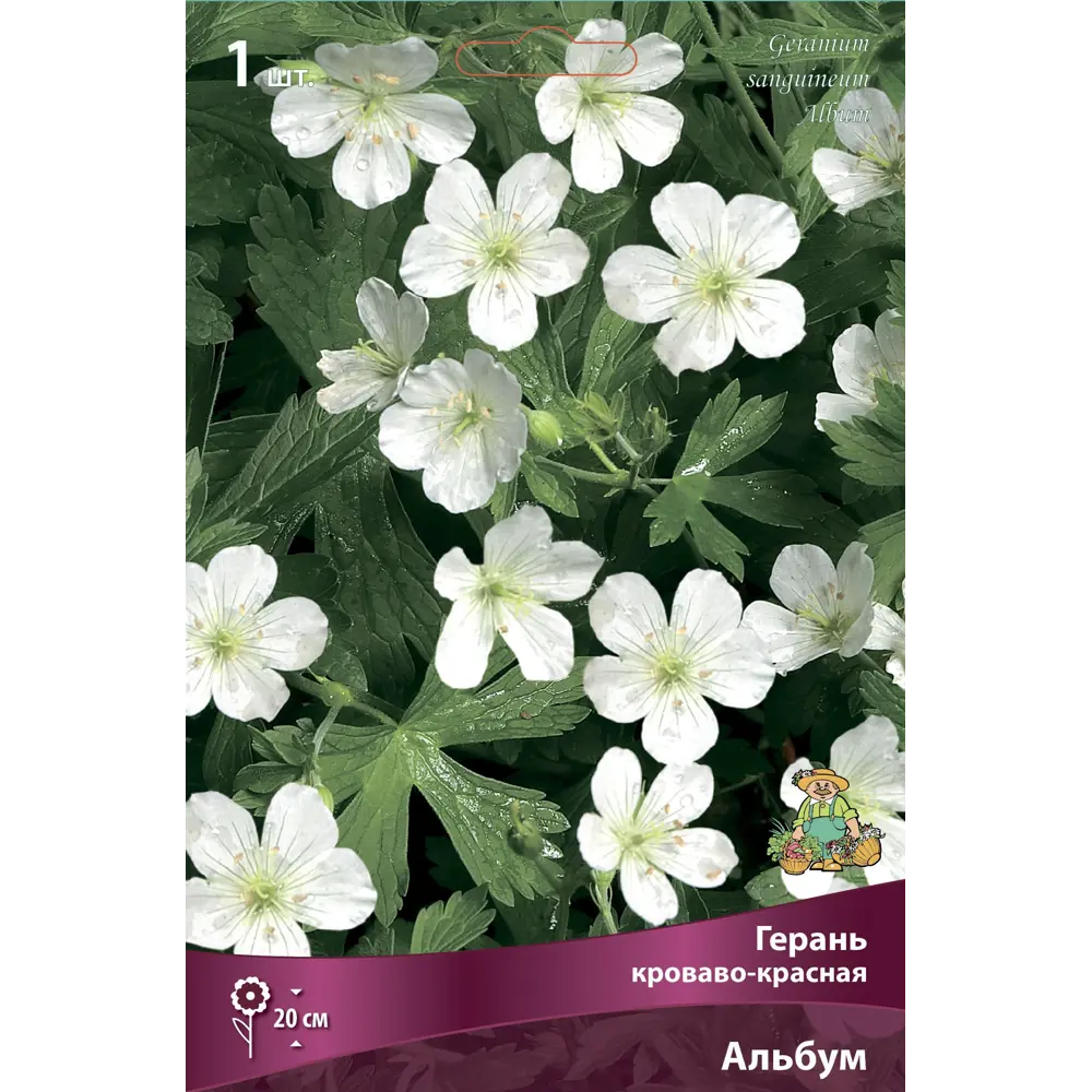 Герань кроваво-красная Альбум ПОИСК STLM-2189313