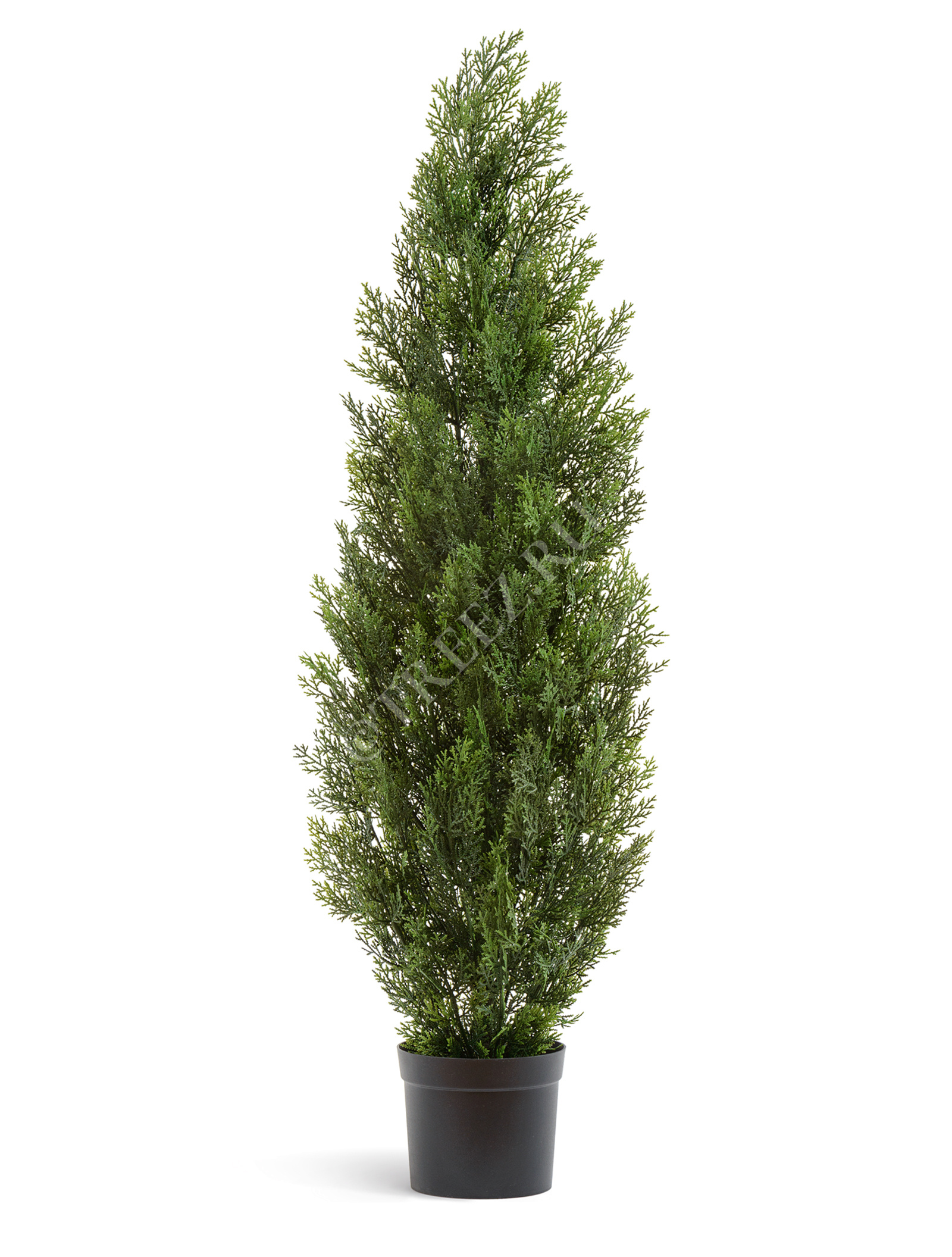 10.0215054/3N Туя Эйр Элеганс уличная Цветочная коллекция  - Вид №3