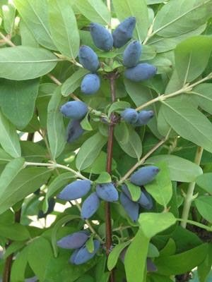 Саженец жимолости Santreyd микс - ягодный кустарник для сада 87718517