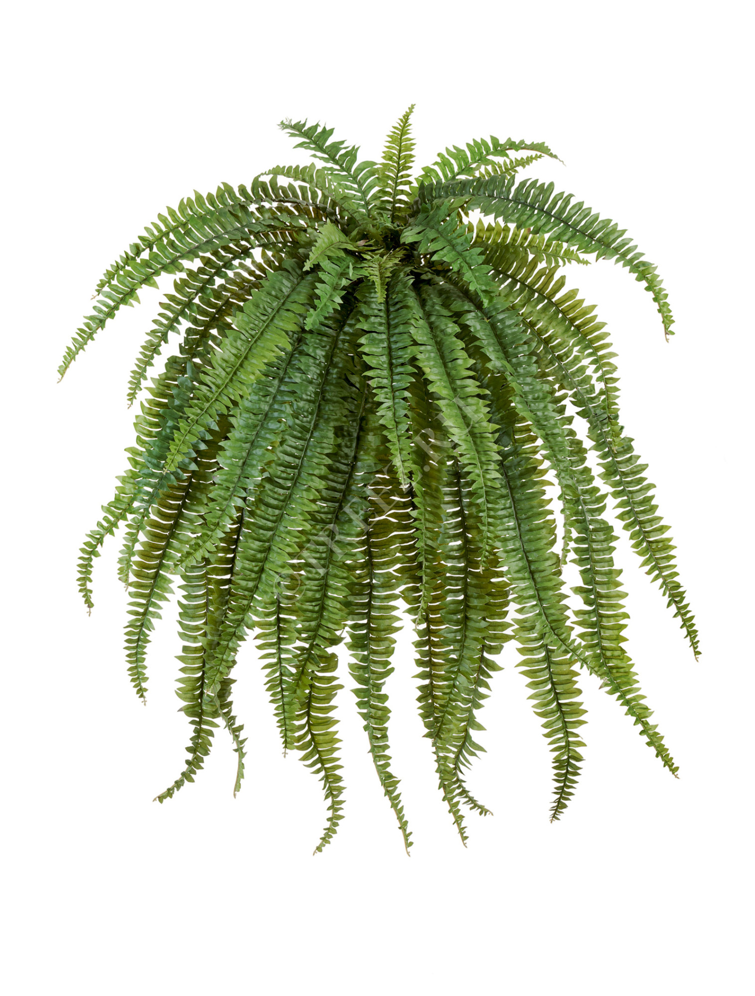 20.1326N Папоротник Бостон Мидл свисающий Цветочная коллекция 