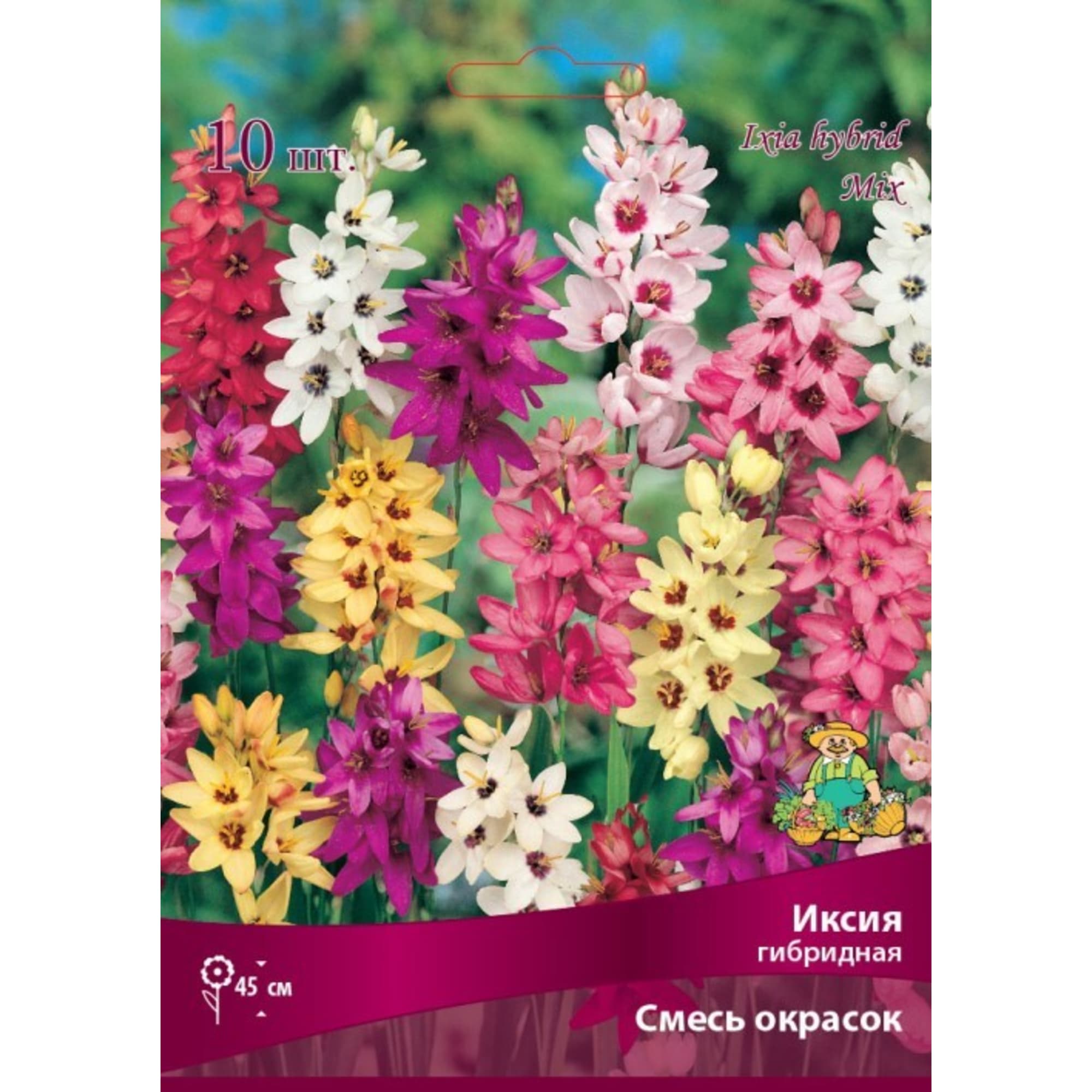 Иксия гибридная Бордо микс луковица 5 ПОИСК 83598101