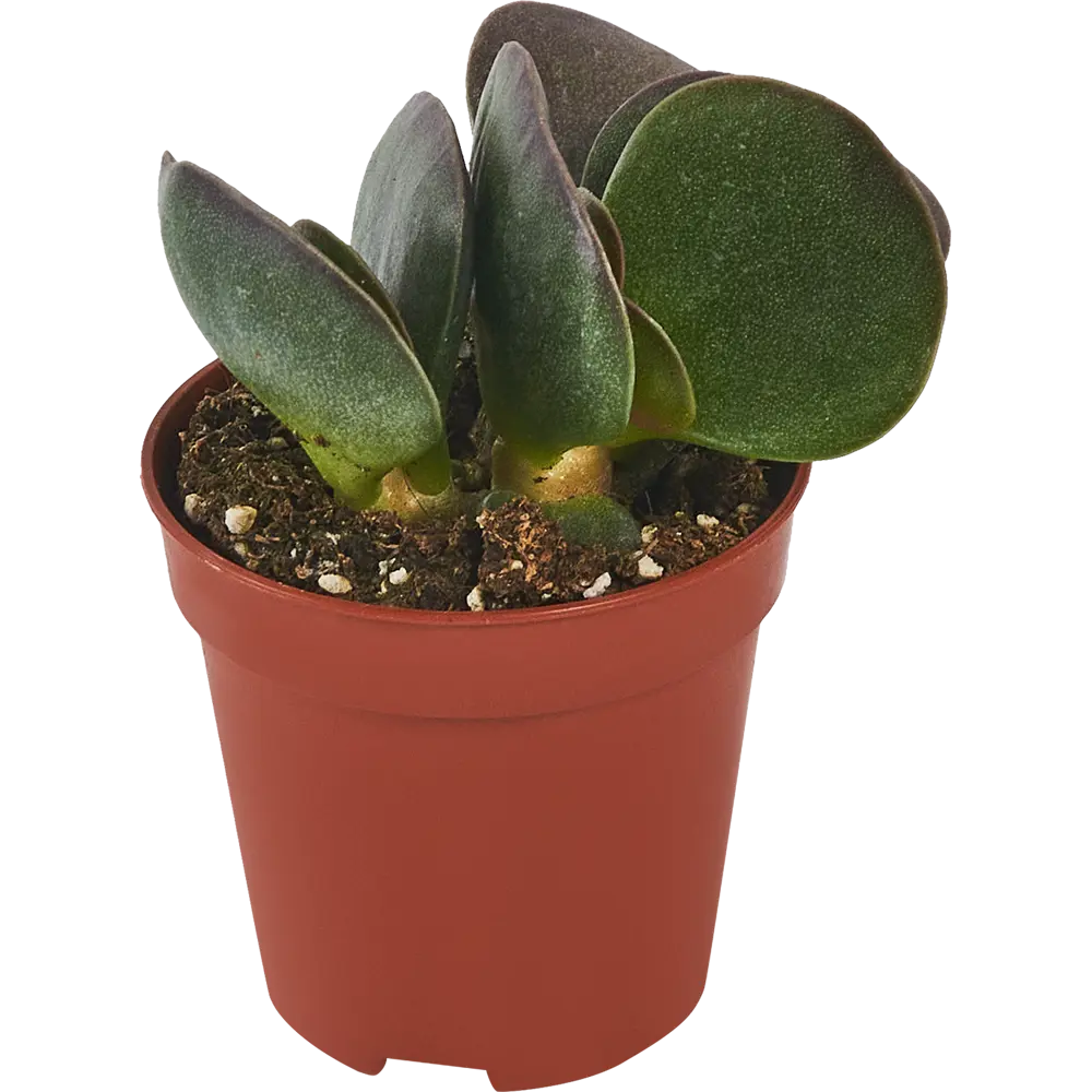 Адромискус Santreyd - суккулент с декоративными листьями 87819704 STLM-0075892 - Вид №1