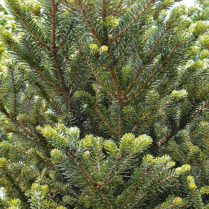 15944661 Пихта корейская, 40-50х23 см, Германия