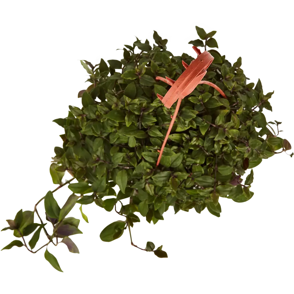 Santreyd Традесканция Зебрина в кашпо с розово-зелеными листьями 85535971 STLM-0965373 - Вид №2