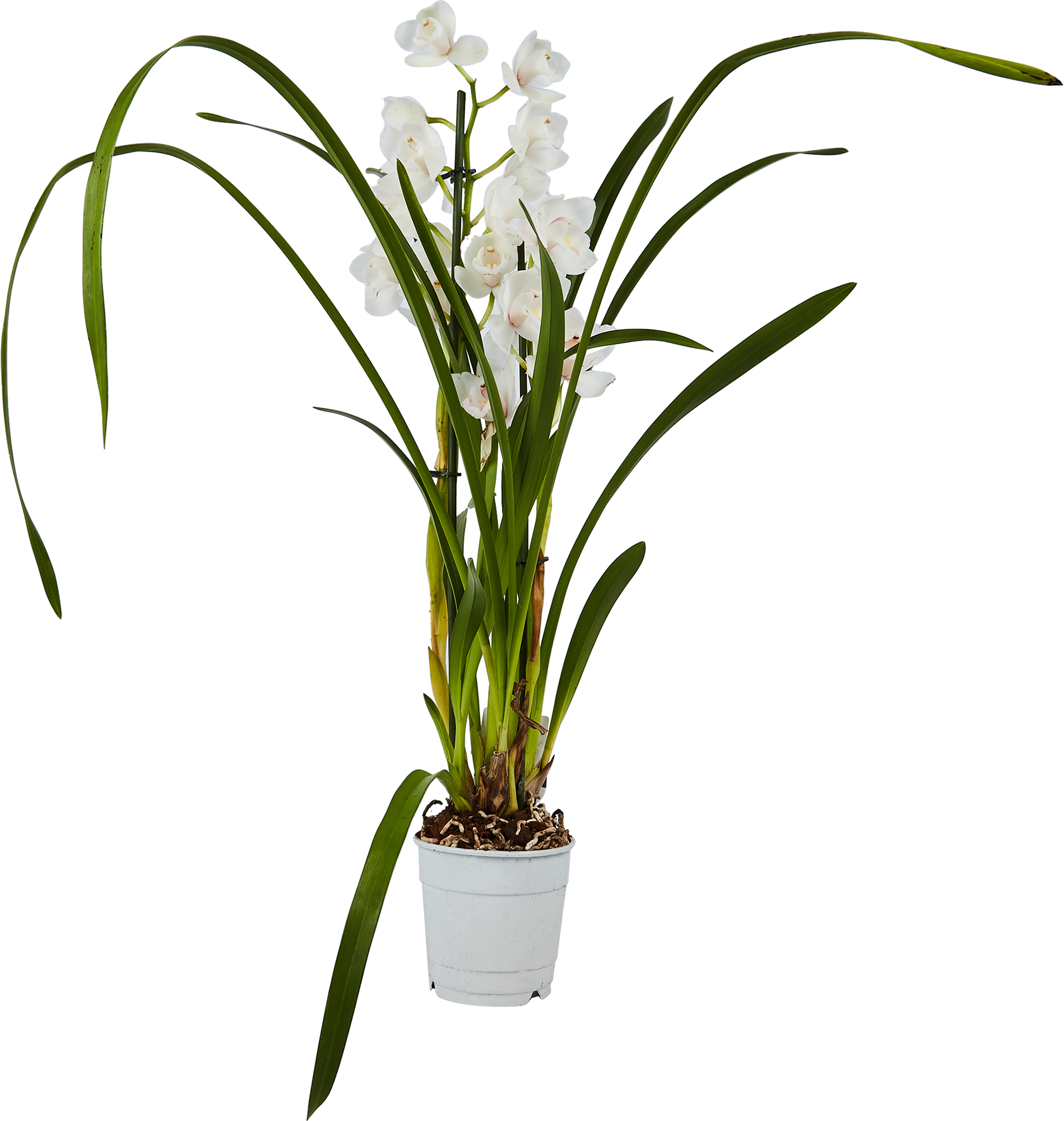 Орхидея Цимбидиум микс Santreyd - изящное цветущее растение для интерьера 86720728 STLM-0070949