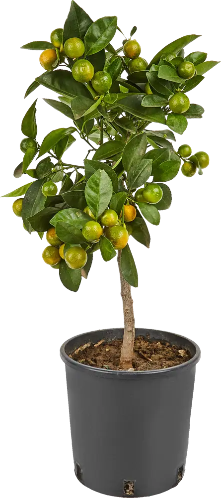 Santreyd Цитрус микс - вечнозеленое украшение интерьера 82578902