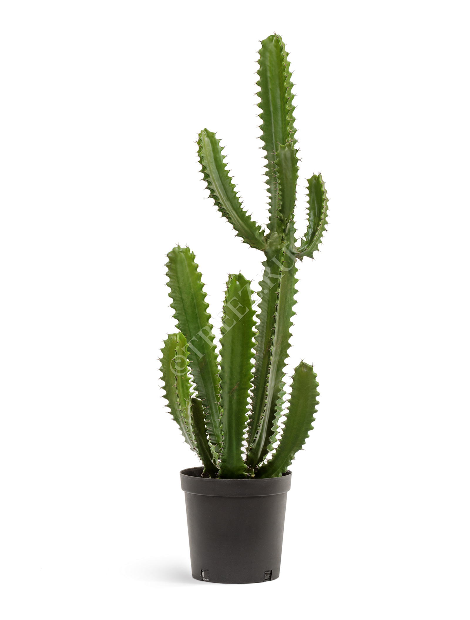 10.0618234 Кактус Цереус Стайл Цветочная коллекция  - Вид №2