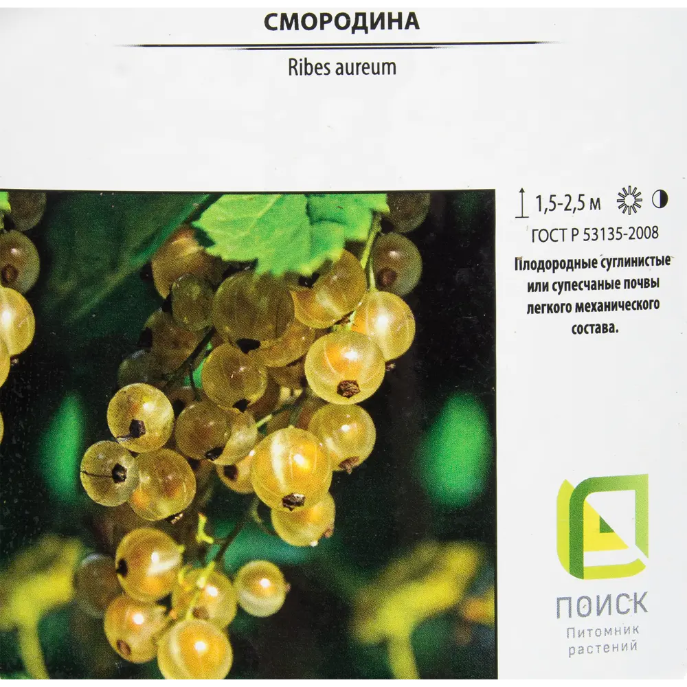 Смородина белая штамбовая Версальская от Santreyd - витаминный урожай в вашем саду 82219583 STLM-0952340 - Вид №1