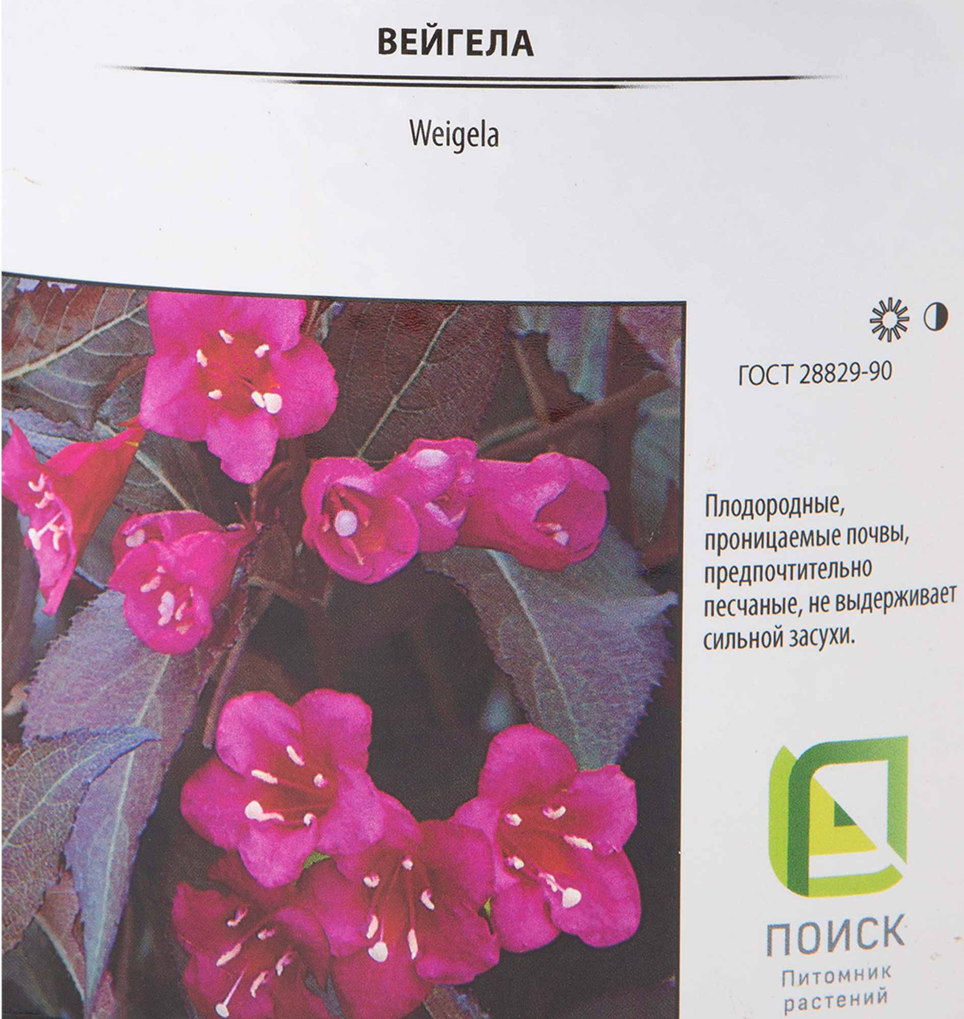Вейгела Виктория Santreyd - декоративный кустарник с пурпурной листвой 82585332 STLM-0030690 - Вид №1