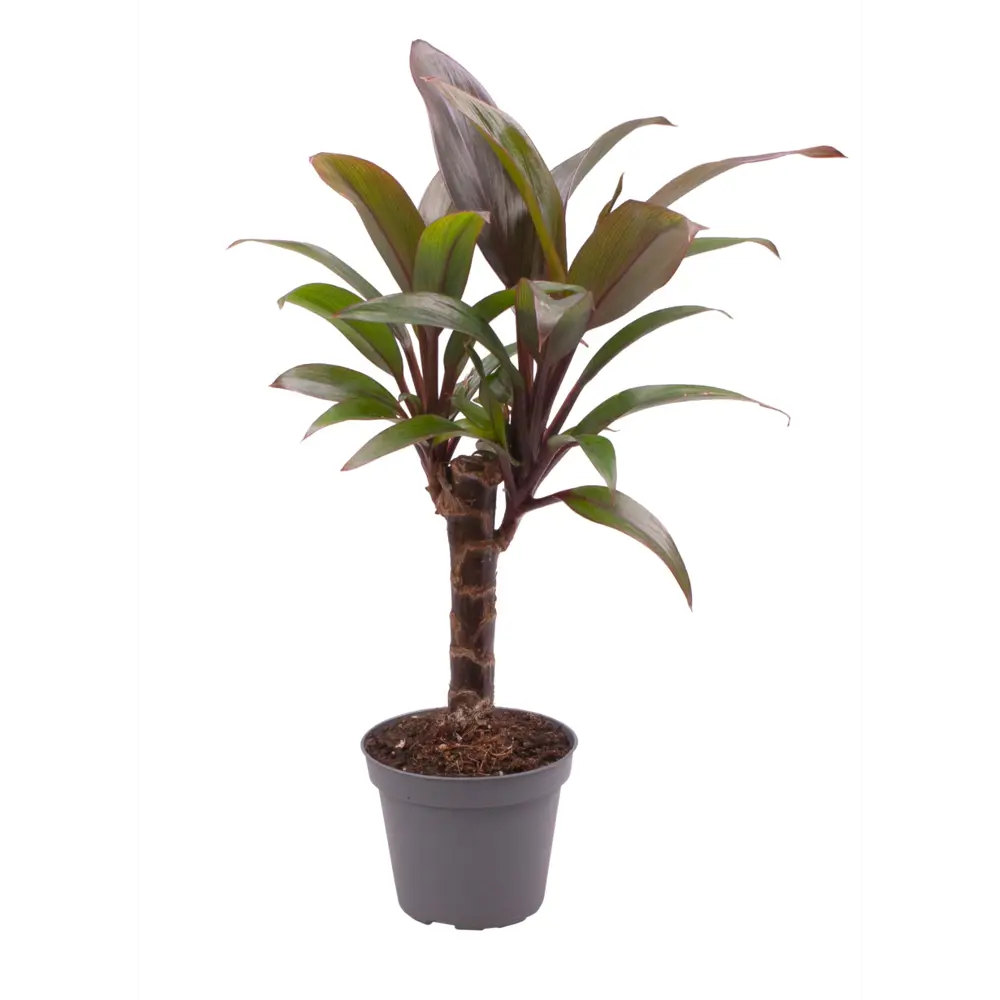 Santreyd Кордилина Фрутикоза Пурпл Компакта — тропическая красота в миниатюре 89375009 STLM-0953756