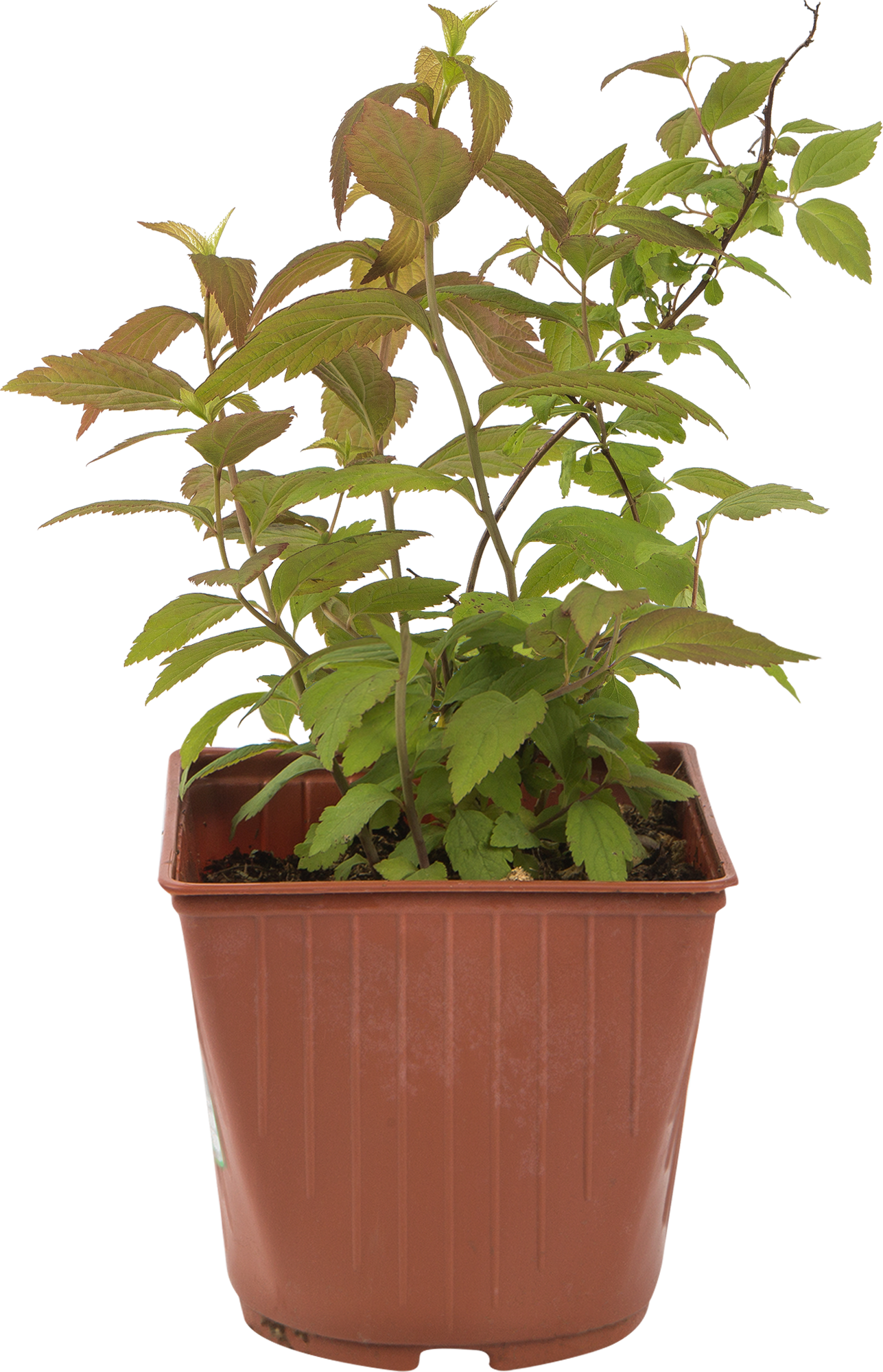 Спирея Макрофилла Santreyd - декоративный кустарник с красной листвой 82594830 STLM-0030908