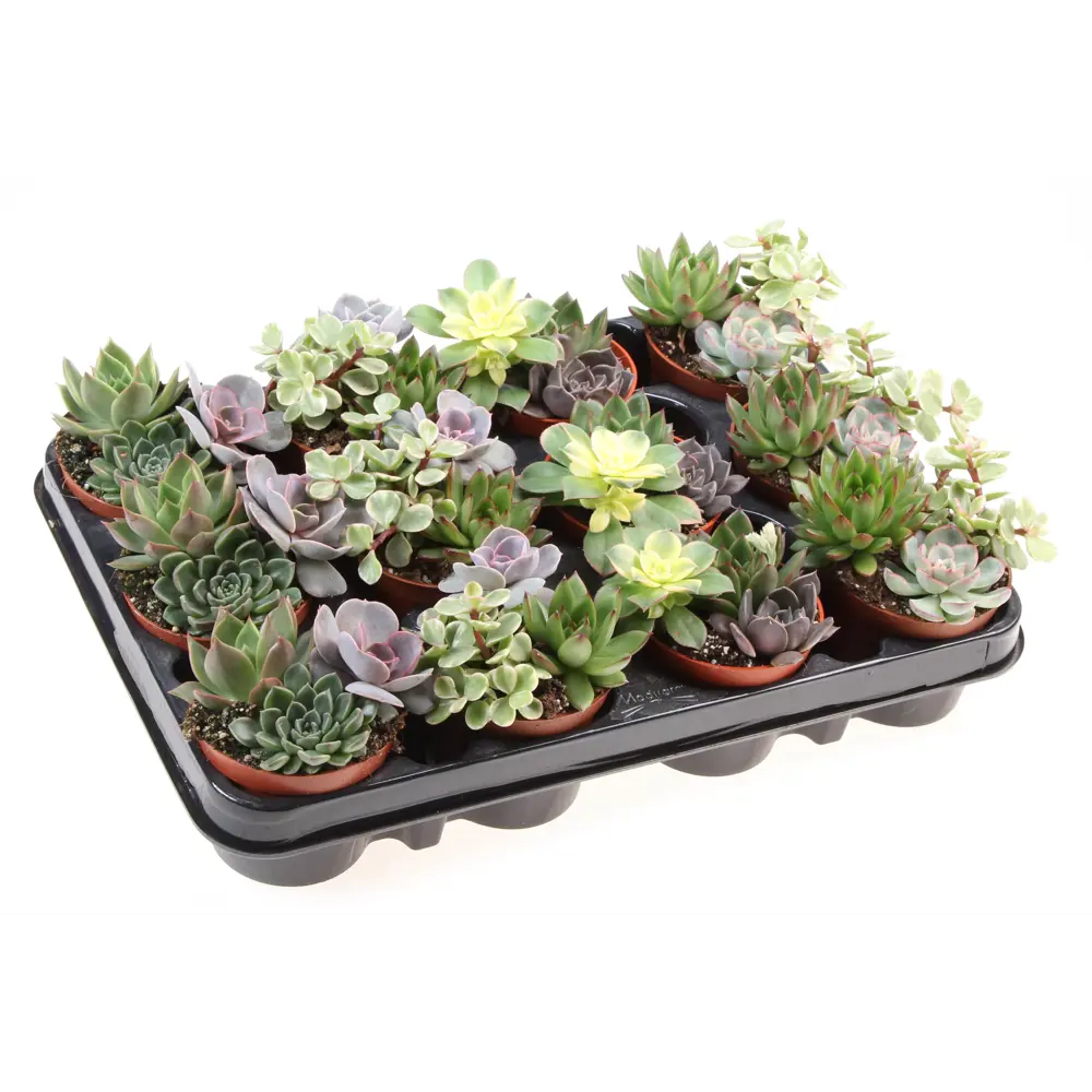 Santreyd Суккулент Трио микс — композиция миниатюрных растений для интерьера 87819716 STLM-0075897
