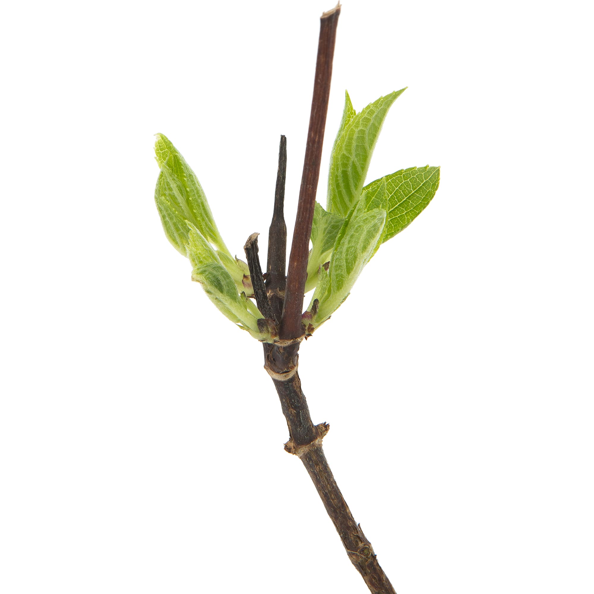 82601826 Гортензия метельчатая «Уимс Ред» 9x20 см Santreyd  - Вид №3