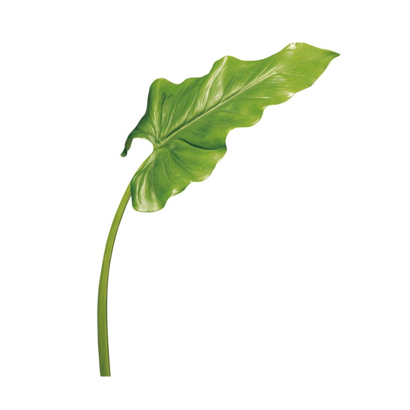 L24X6 Зеленый лист Adriani e Rossi Зеленый 